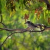 Fletnak sedohrbety - Cracticus torquatus - Grey Butcherbird o0461